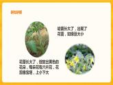 1.4植物结果了课件+教案+练习