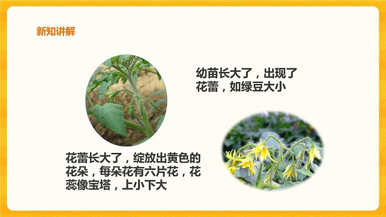 1.4植物结果了课件+教案+练习04