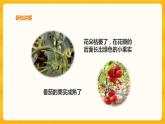 1.4植物结果了课件+教案+练习