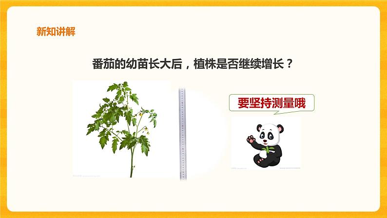 1.4植物结果了课件+教案+练习06