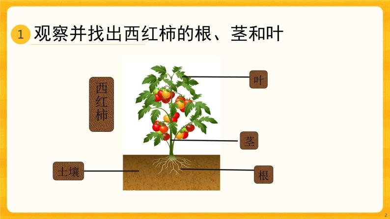 2.4石头上的植物同步微课+课件02