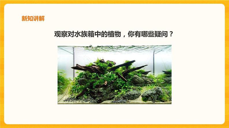 2.7水里的植物课件+教案+练习+素材06