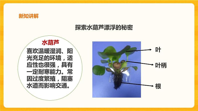 2.7水里的植物课件+教案+练习+素材08