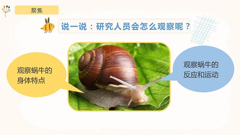 2.3《观察一种动物》课件-教科版(2017)科学一年级下册04