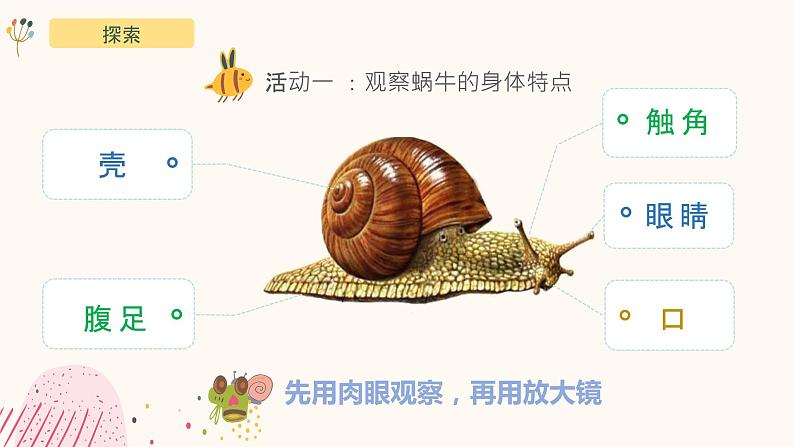 2.3《观察一种动物》课件-教科版(2017)科学一年级下册05
