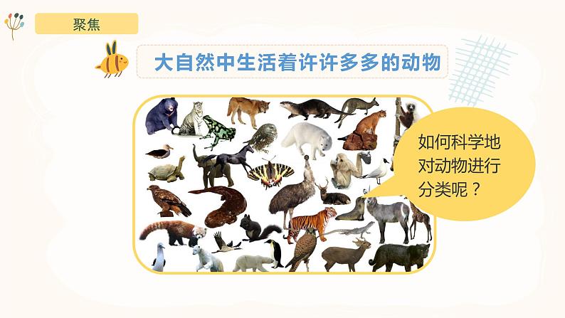 2.6《给动物分类》课件-教科版(2017)科学一年级下册04