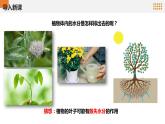 青岛版科学（2017）六三制三年级上册2.8《叶的蒸腾作用》教学课件