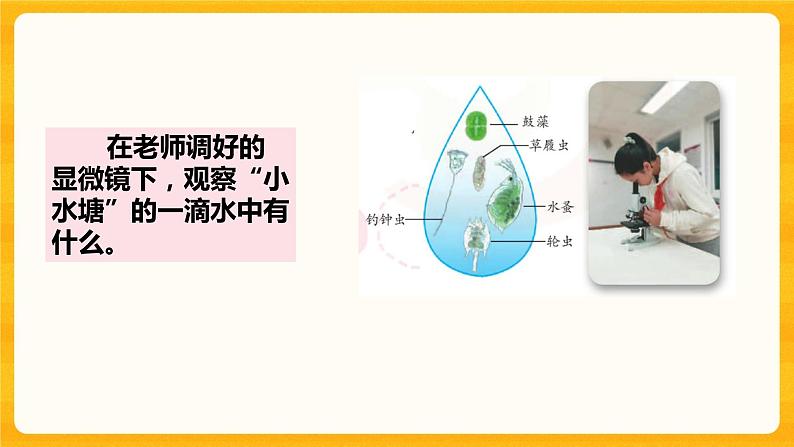 2微小的生命体 课件+视频05