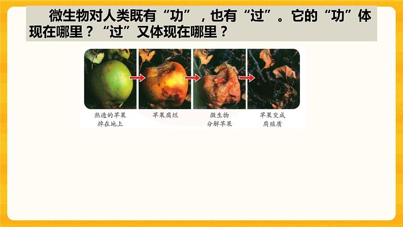 4.微生物的“功”与“过” 课件第3页