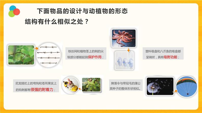 5 生物的启示 课件第3页