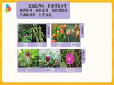 10昼夜对植物的影响 课件+视频