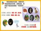 11昼夜对动物的影响 课件+视频