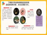 11昼夜对动物的影响 课件+视频