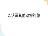 教科版 三年级下册 科学 2.2认识其他动物的卵（课件 +视频）