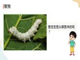 教科版 三年级下册 科学 2.2认识其他动物的卵（课件 +视频）