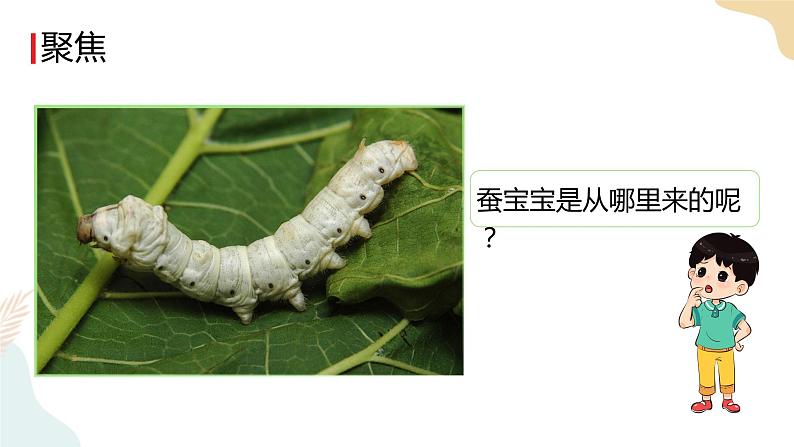 教科版 三年级下册 科学 2.2认识其他动物的卵（课件 +视频）02