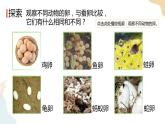 教科版 三年级下册 科学 2.2认识其他动物的卵（课件 +视频）