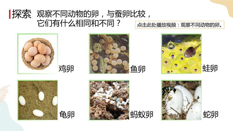 教科版 三年级下册 科学 2.2认识其他动物的卵（课件 +视频）04