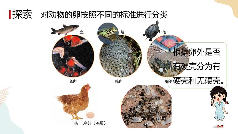 教科版 三年级下册 科学 2.2认识其他动物的卵（课件 +视频）05