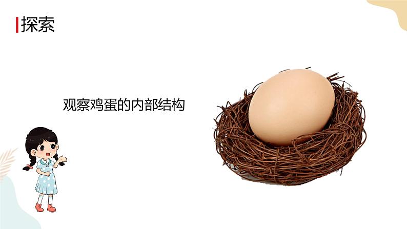教科版 三年级下册 科学 2.2认识其他动物的卵（课件 +视频）06