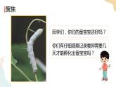教科版 三年級下冊 科學 2.3蠶長大了（課件 +視頻）