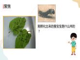 教科版 三年級下冊 科學 2.3蠶長大了（課件 +視頻）