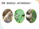 教科版 三年級下冊 科學 2.3蠶長大了（課件 +視頻）