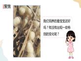 教科版 三年級下冊 科學(xué) 2.4 蠶變了新模樣（課件 +視頻）