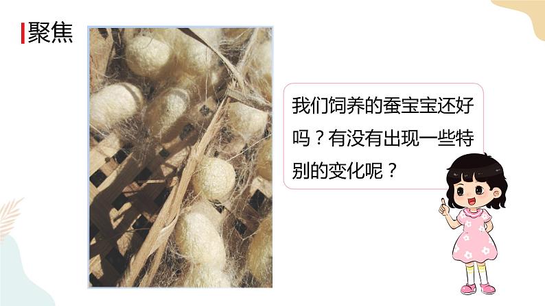 教科版 三年级下册 科学 2.4 蚕变了新模样（课件 +视频）02