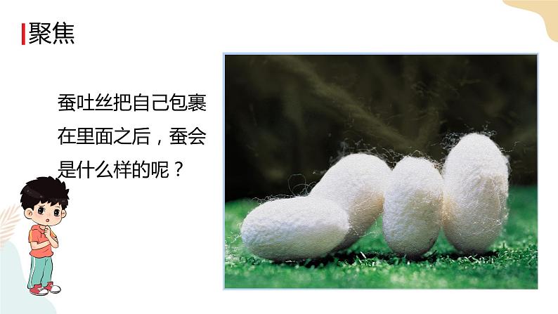 教科版 三年级下册 科学 2.4 蚕变了新模样（课件 +视频）03