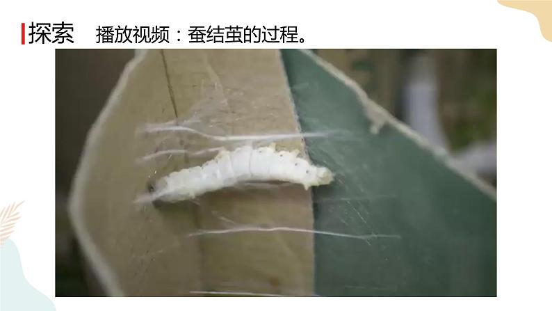教科版 三年级下册 科学 2.4 蚕变了新模样（课件 +视频）05