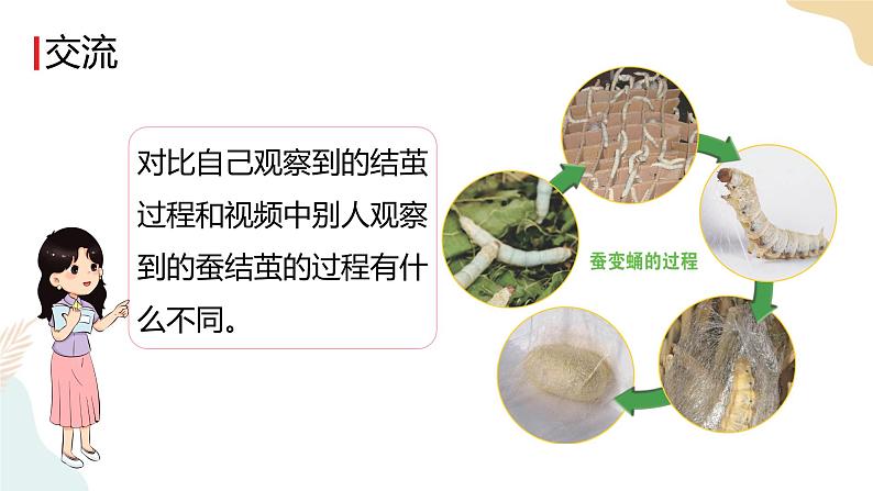 教科版 三年级下册 科学 2.4 蚕变了新模样（课件 +视频）06