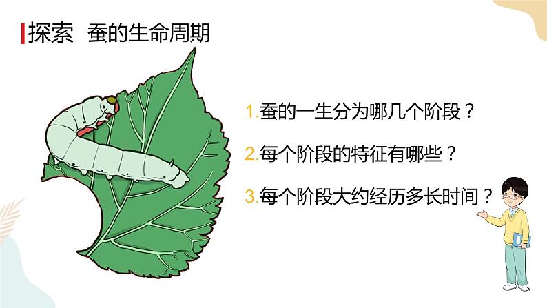 教科版 三年级下册 科学 2.6蚕的一生（课件 +视频）05