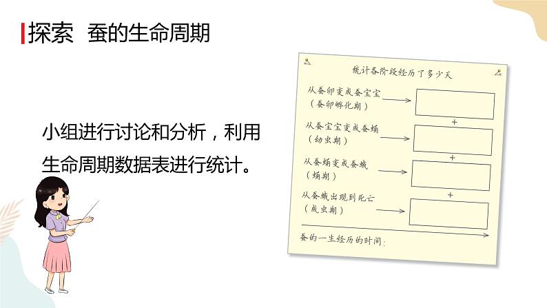 教科版 三年级下册 科学 2.6蚕的一生（课件 +视频）06