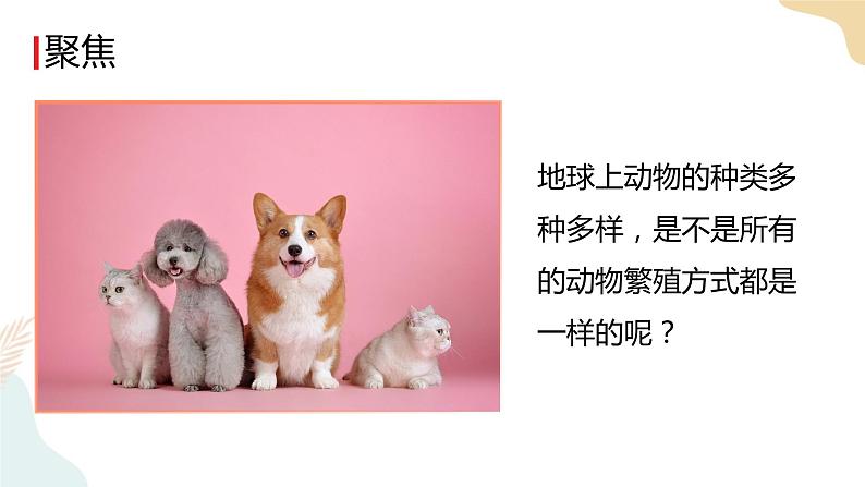 教科版 三年级下册 科学 2.7动物的繁殖（课件 +视频）02