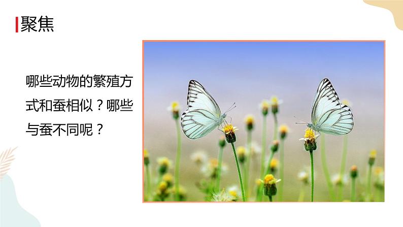 教科版 三年级下册 科学 2.7动物的繁殖（课件 +视频）03