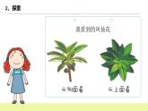 教科版科学四年级下册4.《茎和叶》课件ppt（送教案+练习）