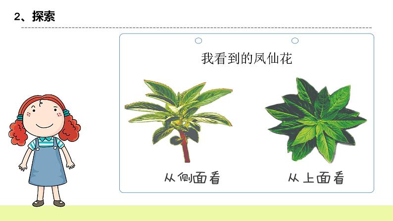 教科版科学四年级下册4.《茎和叶》课件ppt（送教案+练习）05