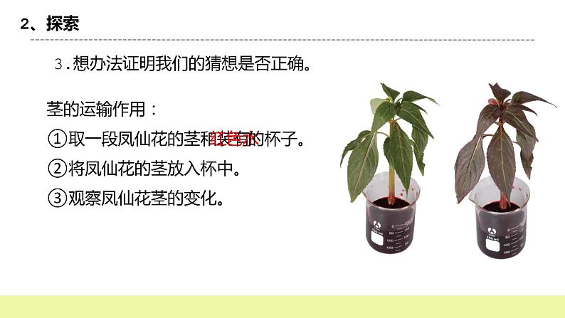 教科版科学四年级下册4.《茎和叶》课件ppt（送教案+练习）07