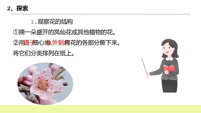 教科版科学四年级下册5.《凤仙花开花了》课件ppt（送教案+练习）04