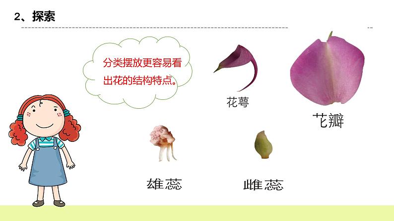 教科版科学四年级下册5.《凤仙花开花了》课件ppt（送教案+练习）05