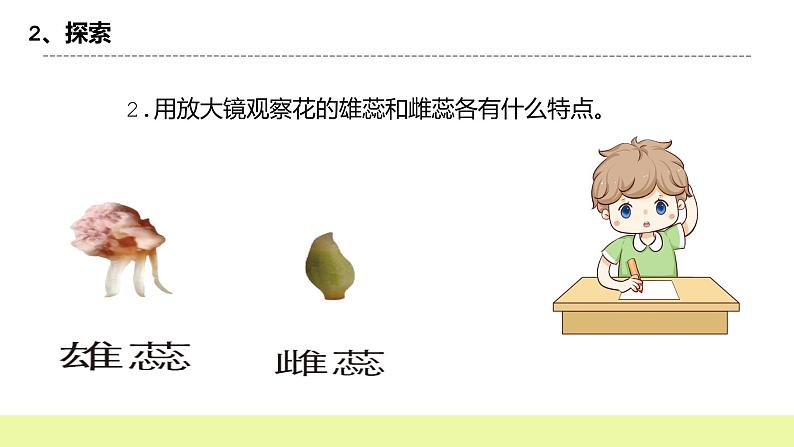 教科版科学四年级下册5.《凤仙花开花了》课件ppt（送教案+练习）06