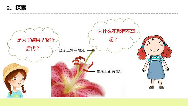 教科版科学四年级下册5.《凤仙花开花了》课件ppt（送教案+练习）07