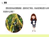 教科版科学四年级下册6.《果实和种子》课件ppt（送教案+练习）