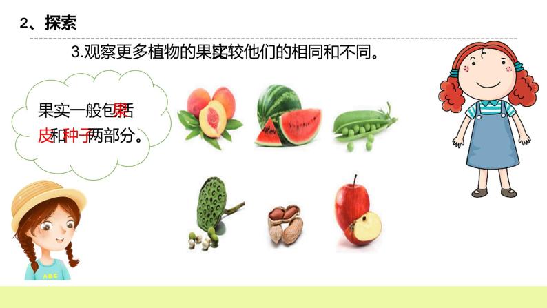 教科版科学四年级下册6.《果实和种子》课件ppt(送教案 练习)06