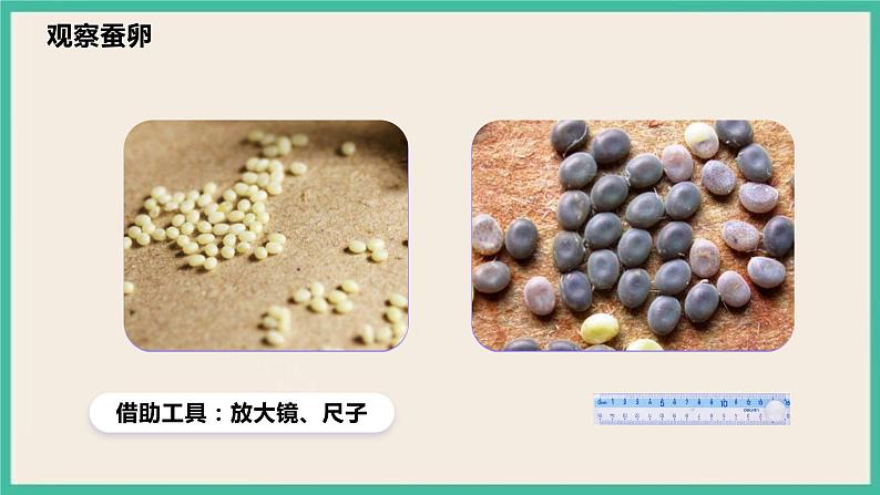 2.1《迎接蚕宝宝的到来》课件+教案 教科版三下科学08