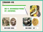2.2《认识其他动物的卵》课件+教案+素材 教科版三下科学