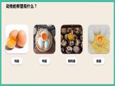 2.2《认识其他动物的卵》课件+教案+素材 教科版三下科学