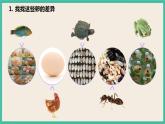 2.2《认识其他动物的卵》课件+教案+素材 教科版三下科学