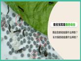 2.3《蠶長大了》課件+教案+素材 教科版三下科學